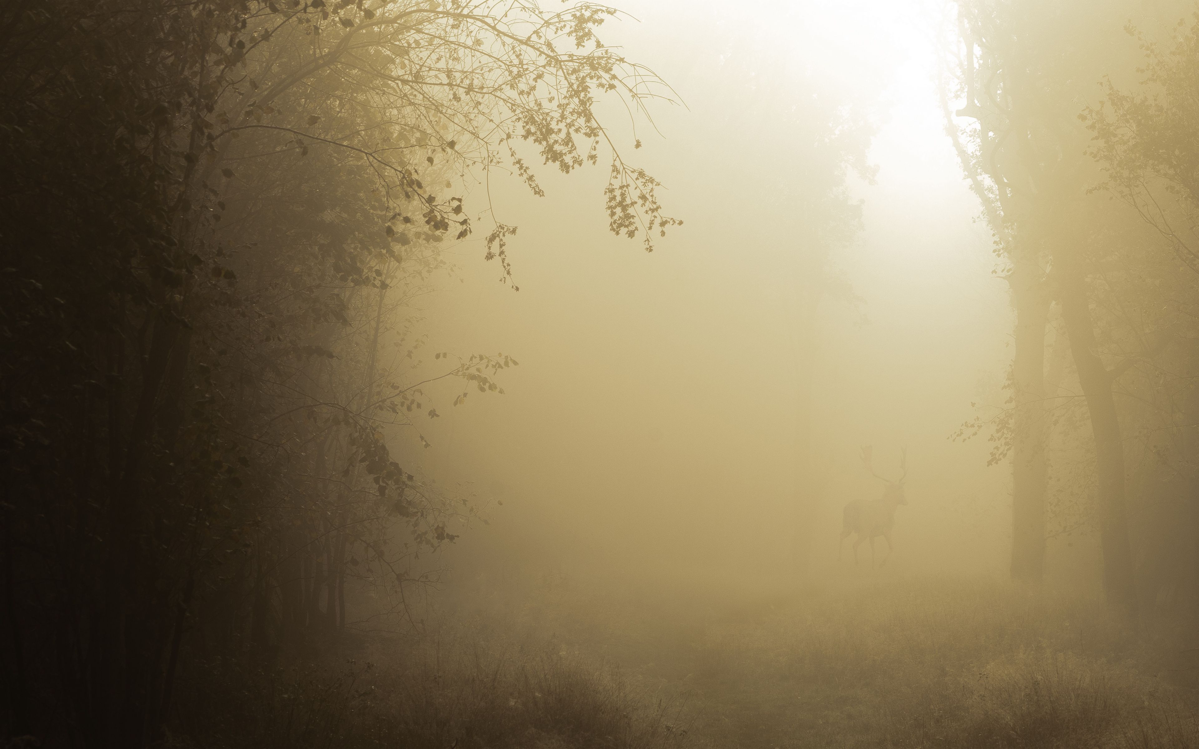 Download wallpaper 3840x2400 forest, trees, fog, nature, twilight 4k