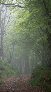 Preview wallpaper forest, trees, fog, gloomy