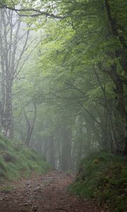 Preview wallpaper forest, trees, fog, gloomy