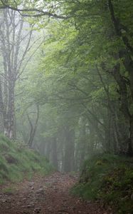 Preview wallpaper forest, trees, fog, gloomy