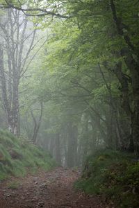 Preview wallpaper forest, trees, fog, gloomy