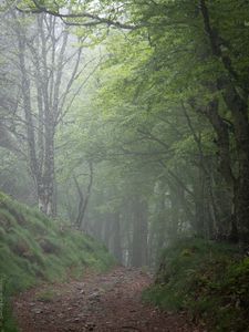 Preview wallpaper forest, trees, fog, gloomy