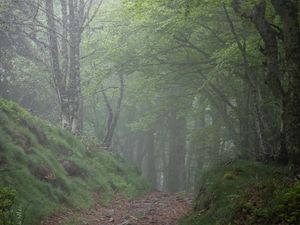 Preview wallpaper forest, trees, fog, gloomy