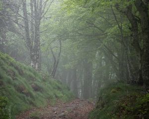 Preview wallpaper forest, trees, fog, gloomy