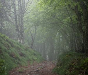 Preview wallpaper forest, trees, fog, gloomy