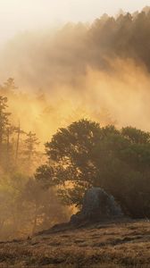 Preview wallpaper forest, trees, fog, sun, rays, nature
