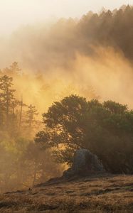 Preview wallpaper forest, trees, fog, sun, rays, nature