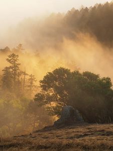 Preview wallpaper forest, trees, fog, sun, rays, nature