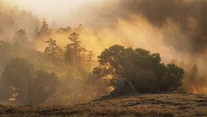 Preview wallpaper forest, trees, fog, sun, rays, nature