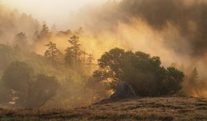Preview wallpaper forest, trees, fog, sun, rays, nature