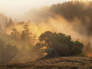 Preview wallpaper forest, trees, fog, sun, rays, nature
