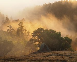 Preview wallpaper forest, trees, fog, sun, rays, nature