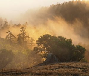 Preview wallpaper forest, trees, fog, sun, rays, nature