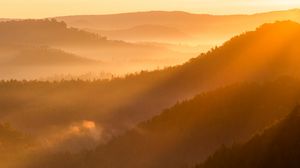 Preview wallpaper forest, trees, fog, light, twilight