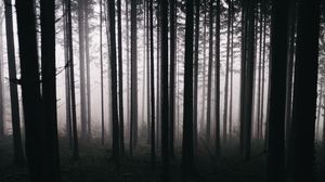 Preview wallpaper forest, trees, fog, darkness, nature