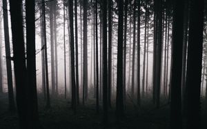Preview wallpaper forest, trees, fog, darkness, nature