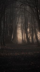Preview wallpaper forest, trees, fog, autumn, nature, gloomy