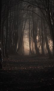 Preview wallpaper forest, trees, fog, autumn, nature, gloomy