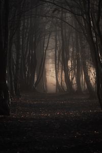 Preview wallpaper forest, trees, fog, autumn, nature, gloomy