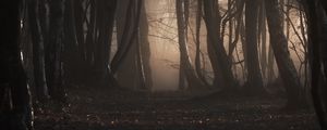 Preview wallpaper forest, trees, fog, autumn, nature, gloomy