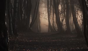 Preview wallpaper forest, trees, fog, autumn, nature, gloomy