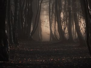 Preview wallpaper forest, trees, fog, autumn, nature, gloomy