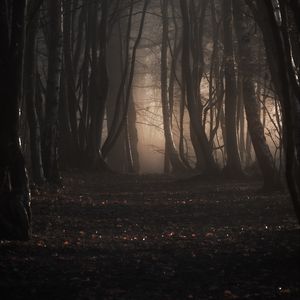 Preview wallpaper forest, trees, fog, autumn, nature, gloomy