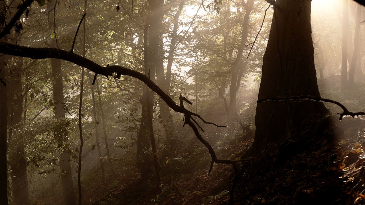 Wallpaper forest, trees, fog, light, rays, nature