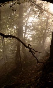 Preview wallpaper forest, trees, fog, light, rays, nature