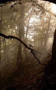 Preview wallpaper forest, trees, fog, light, rays, nature