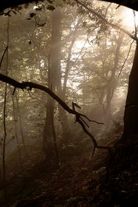 Preview wallpaper forest, trees, fog, light, rays, nature