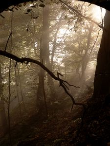 Preview wallpaper forest, trees, fog, light, rays, nature