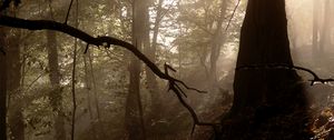 Preview wallpaper forest, trees, fog, light, rays, nature