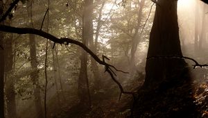 Preview wallpaper forest, trees, fog, light, rays, nature