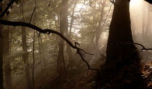 Preview wallpaper forest, trees, fog, light, rays, nature