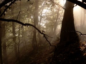 Preview wallpaper forest, trees, fog, light, rays, nature
