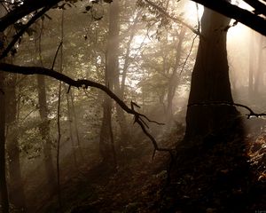 Preview wallpaper forest, trees, fog, light, rays, nature