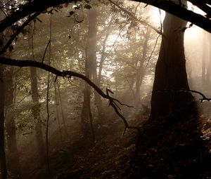 Preview wallpaper forest, trees, fog, light, rays, nature