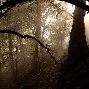 Preview wallpaper forest, trees, fog, light, rays, nature