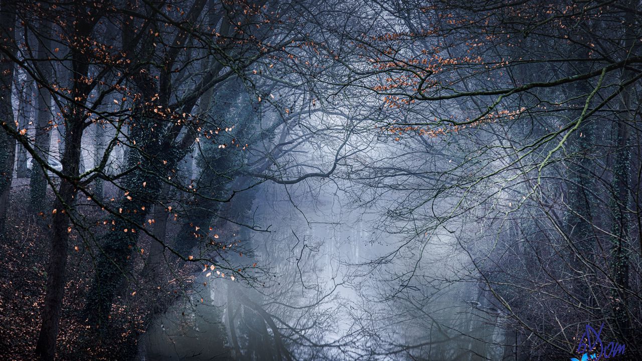Wallpaper forest, trees, fog, leaves, autumn, nature