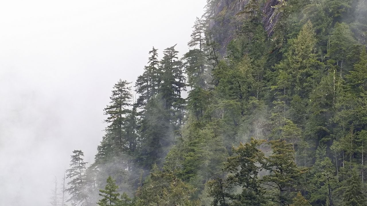 Wallpaper forest, trees, fog, peaks, mountain