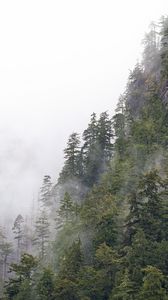 Preview wallpaper forest, trees, fog, peaks, mountain