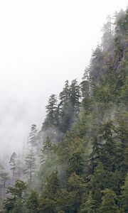Preview wallpaper forest, trees, fog, peaks, mountain