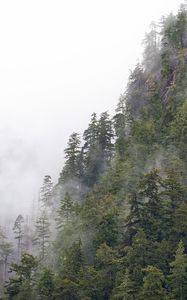 Preview wallpaper forest, trees, fog, peaks, mountain