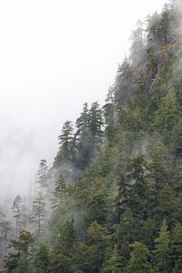 Preview wallpaper forest, trees, fog, peaks, mountain