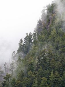 Preview wallpaper forest, trees, fog, peaks, mountain