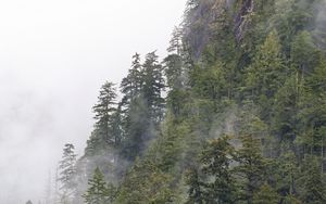 Preview wallpaper forest, trees, fog, peaks, mountain