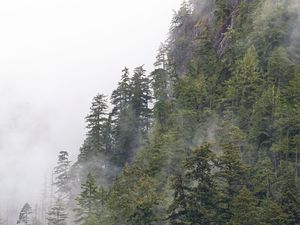 Preview wallpaper forest, trees, fog, peaks, mountain