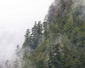 Preview wallpaper forest, trees, fog, peaks, mountain