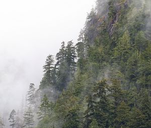 Preview wallpaper forest, trees, fog, peaks, mountain